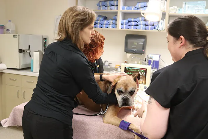 Urgent Care at Green Lake Animal Hospital Picture 6