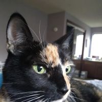 Urgent Care at Green Lake Animal Hospital ico