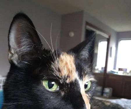Urgent Care at Green Lake Animal Hospital
