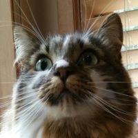 Hawthorne Hills Veterinary Hospital ico