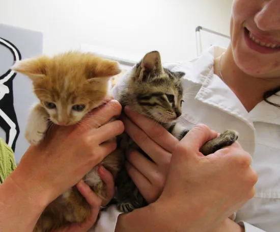 Hawthorne Hills Veterinary Hospital Picture 7