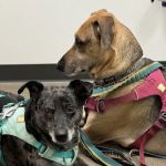 Roosevelt Station Vet Care