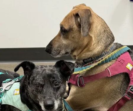 Roosevelt Station Vet Care