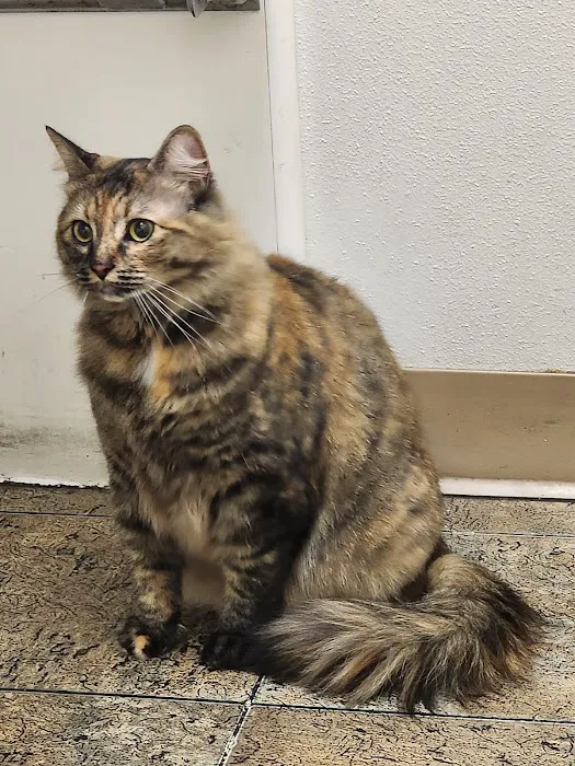Four Paws Veterinary Center Picture 1