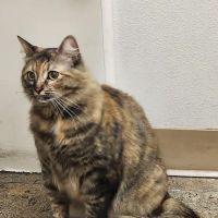Four Paws Veterinary Center ico