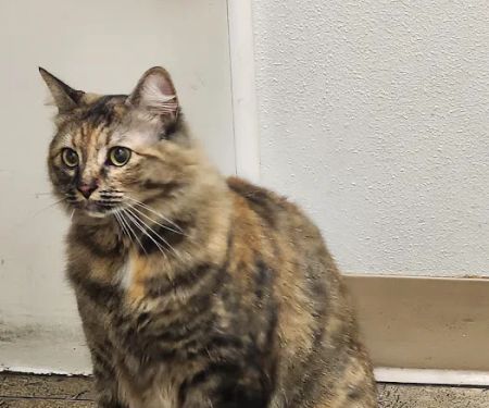 Four Paws Veterinary Center