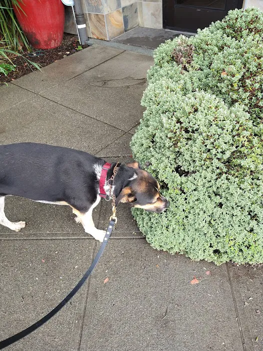 Four Paws Veterinary Center Picture 6