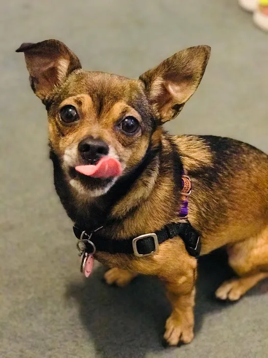 Four Paws Veterinary Center Picture 5
