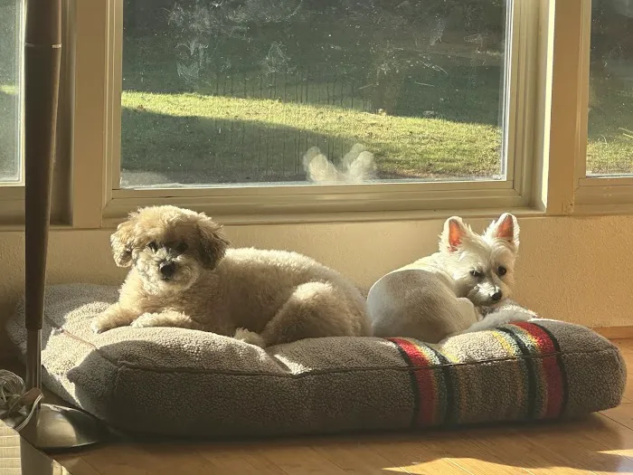 Four Paws Veterinary Center Picture 4