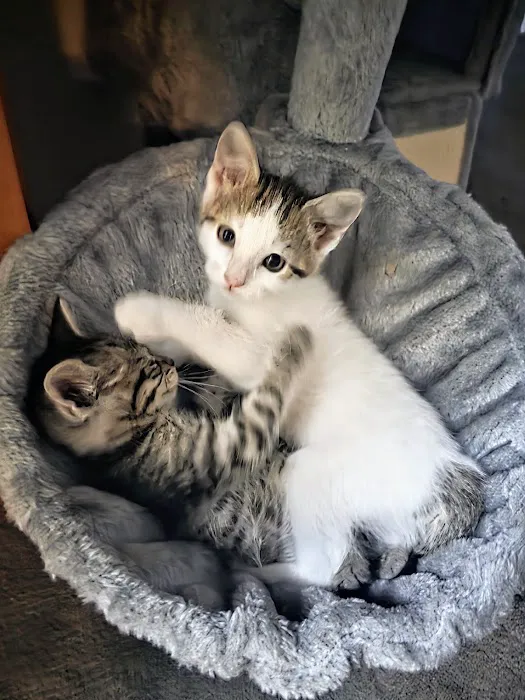 Four Paws Veterinary Center Picture 7
