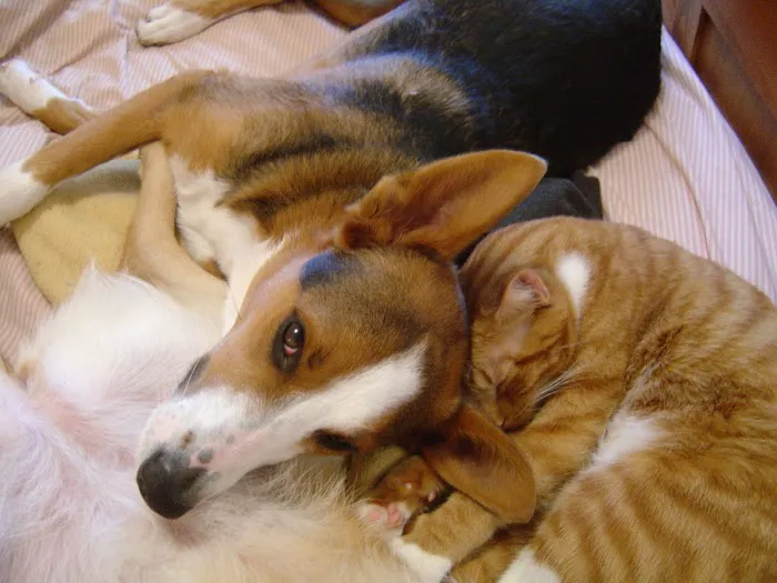 Four Paws Veterinary Center Picture 8