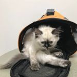 Island Cats Veterinary Hospital