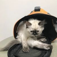 Island Cats Veterinary Hospital ico