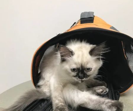 Island Cats Veterinary Hospital