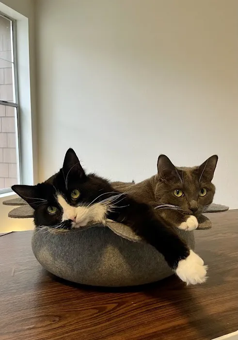 Island Cats Veterinary Hospital Picture 8