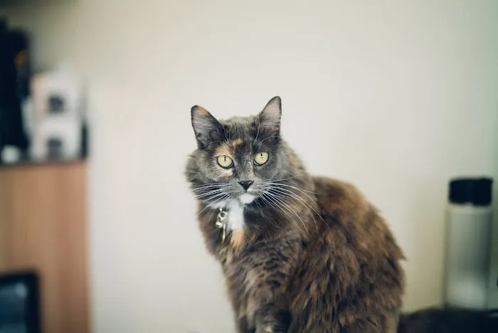 Island Cats Veterinary Hospital Picture 6