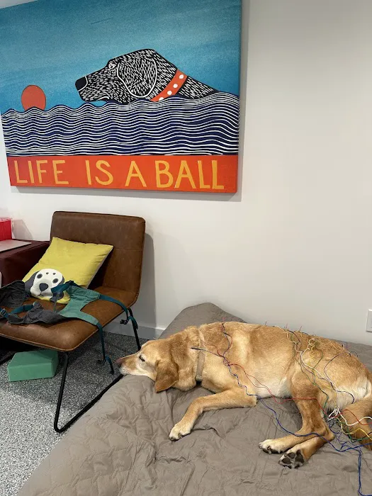 Healing Pets Acupuncture Picture 8