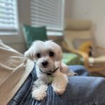Healing Pets Acupuncture