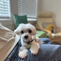 Healing Pets Acupuncture ico