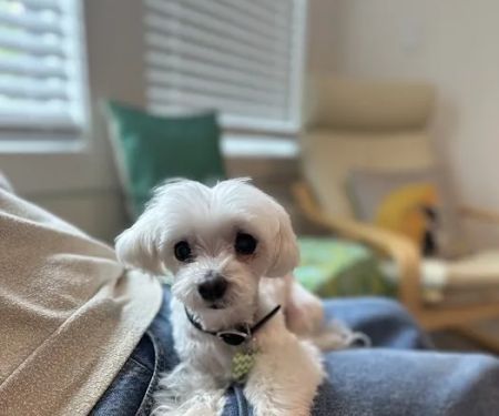 Healing Pets Acupuncture