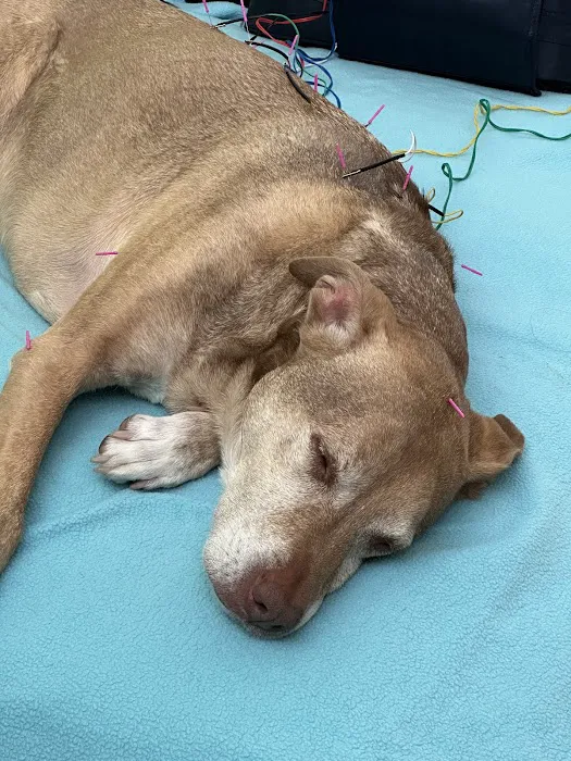 Healing Pets Acupuncture Picture 2
