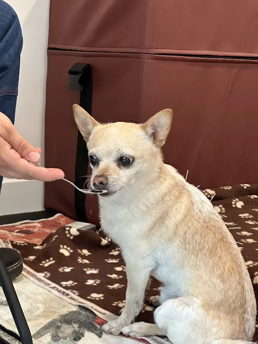 Healing Pets Acupuncture Picture 5