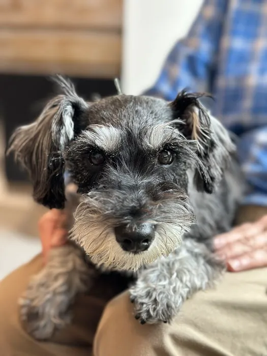 Healing Pets Acupuncture Picture 4