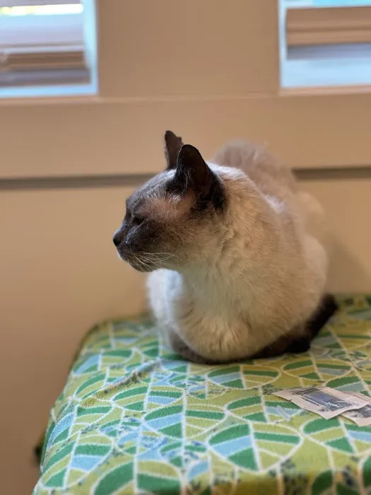 Healing Pets Acupuncture Picture 10