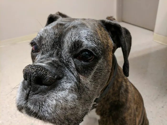 Mercer Island Veterinary Clinic Picture 6
