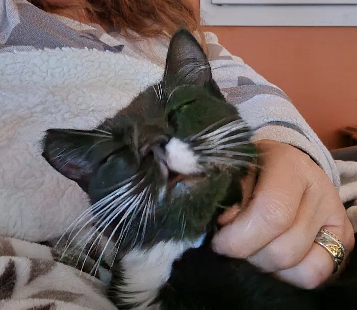 Mercy Vet Picture 8