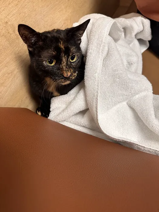 Island Animal Hospital and Urgent Care Services Picture 1