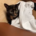 Island Animal Hospital and Urgent Care Services