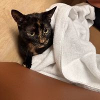 Island Animal Hospital and Urgent Care Services ico