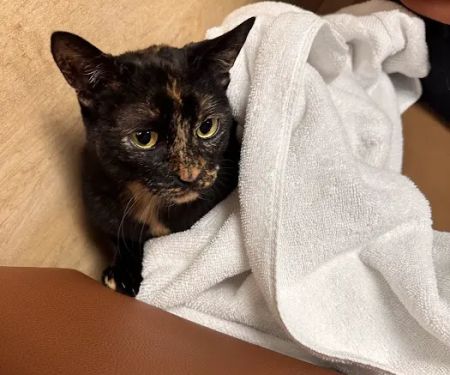 Island Animal Hospital and Urgent Care Services