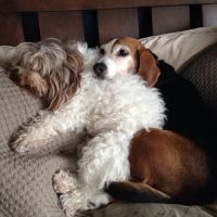 Pet Care Center at Luna Park ico