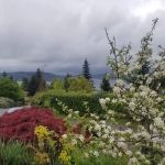 Emerald Downs Vet Associates