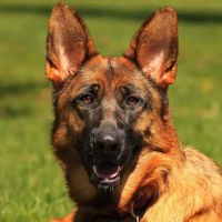 Lien Animal Clinic, A Thrive Pet Healthcare Partner ico