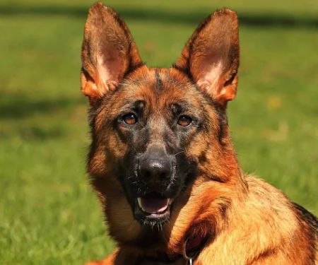 Lien Animal Clinic, A Thrive Pet Healthcare Partner