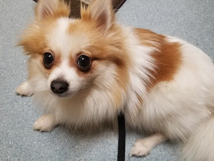 Lien Animal Clinic, A Thrive Pet Healthcare Partner Picture 2