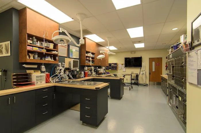 Lien Animal Clinic, A Thrive Pet Healthcare Partner Picture 3
