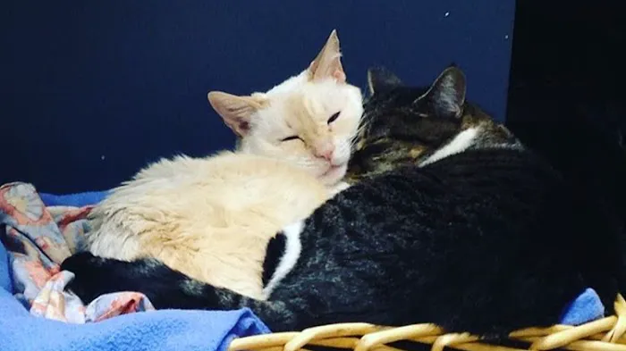 Lien Animal Clinic, A Thrive Pet Healthcare Partner Picture 8