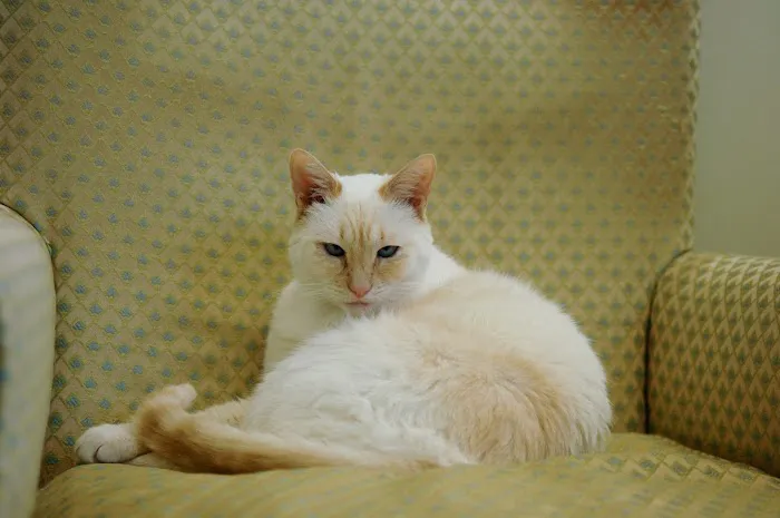 Lien Animal Clinic, A Thrive Pet Healthcare Partner Picture 10