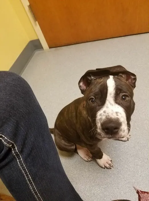 Lien Animal Clinic, A Thrive Pet Healthcare Partner Picture 9