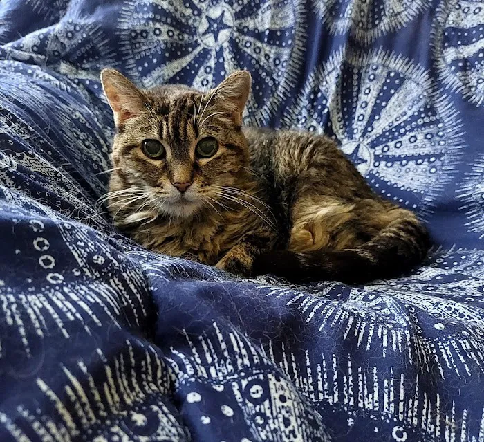 Urban Animal Picture 10