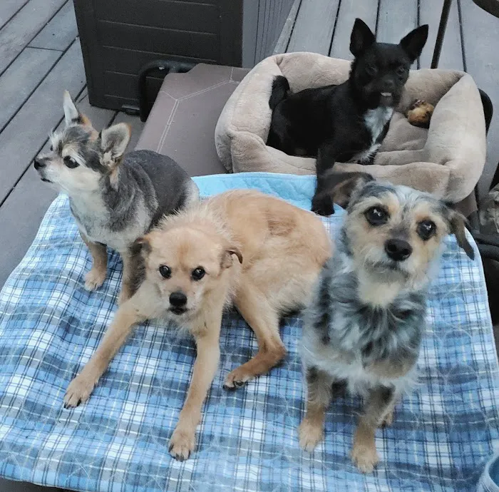 West Seattle Animal Hospital Picture 7