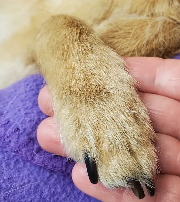 West Seattle Animal Hospital Picture 2