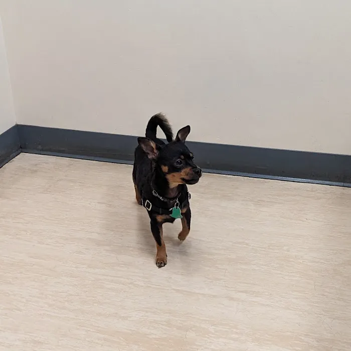 West Seattle Animal Hospital Picture 8