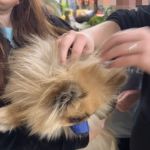 Vetco Vaccination Clinic