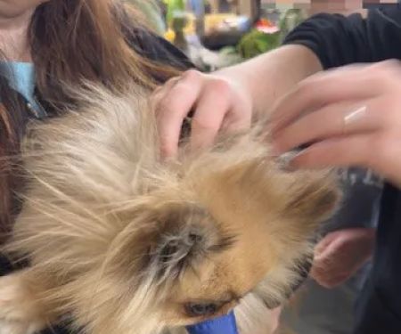 Vetco Vaccination Clinic