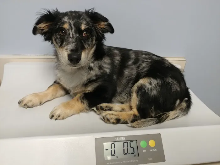 VCA West Seattle Veterinary Hospital Picture 4